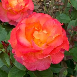 Meet your Posher, Keagan